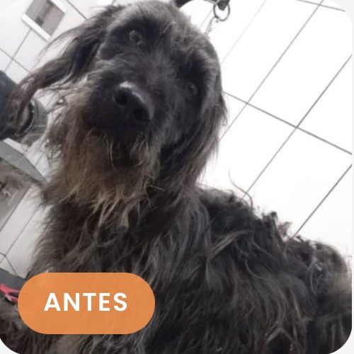 Mel antes